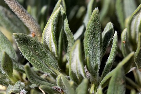 Eriogonum lachnogynum lachnogynum