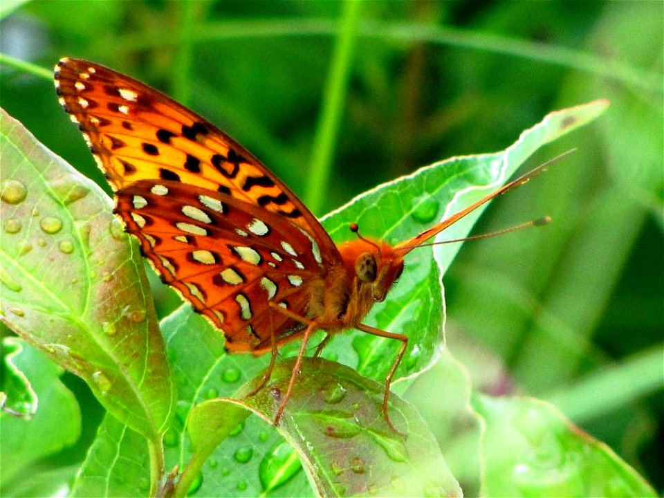 Fritillary