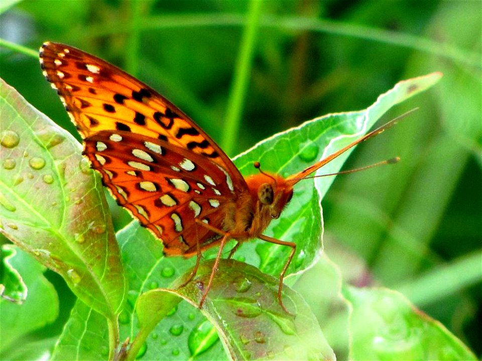 Fritillary photo