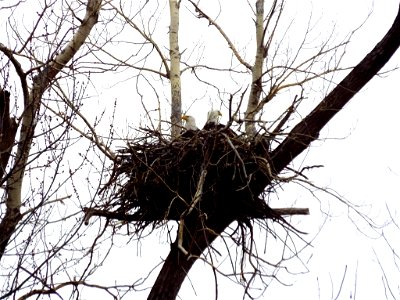 Bald Eagles Preparing The Nest photo