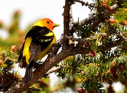 Western tanager at Seedskadee National Wildlife Refuge