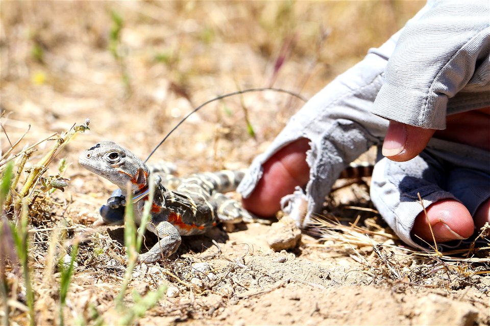 Blunt-nosed Leopard Lizard release at Panoche Plateau