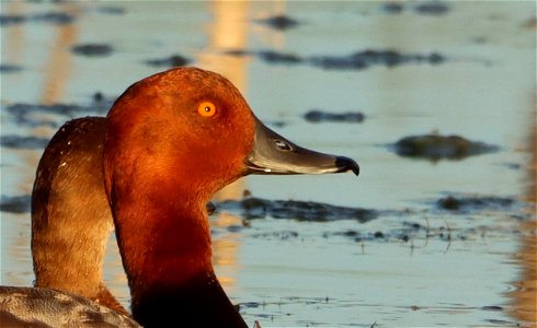 Redhead Drake and Hen Huron Wetland Management District