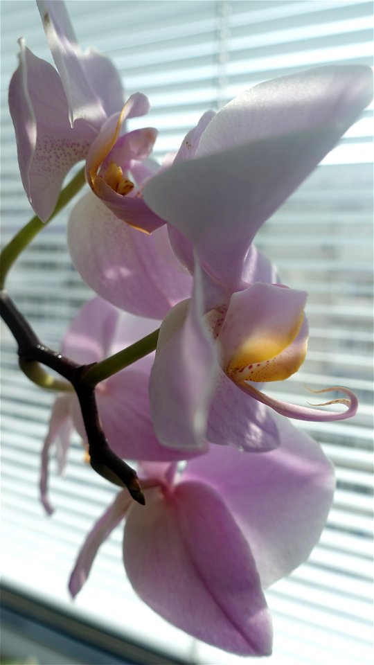 orchids-兰花_2023_0225_110402
