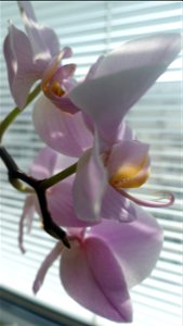 orchids-兰花_2023_0225_110402 photo