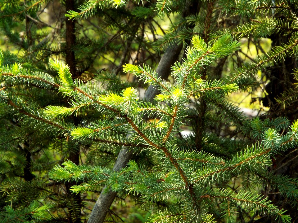 2015_Tetlin_SC_SsingYourselfinNature (10)