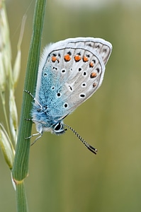 Blue butterfly fly in morning nature. photo