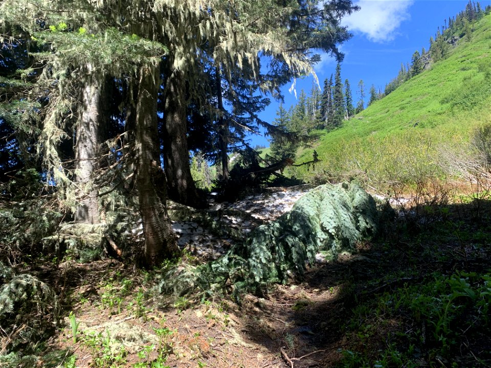 Green Mountain Trail, Mt. Baker-Snoqualmie National Forest. Photo By Sydney Corral June 28, 2021