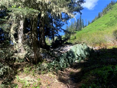 Green Mountain Trail, Mt. Baker-Snoqualmie National Forest. Photo By Sydney Corral June 28, 2021