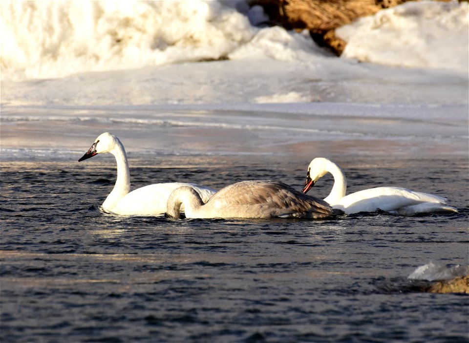 Trumpeter swans at Seedskadee National Wildlife Refuge