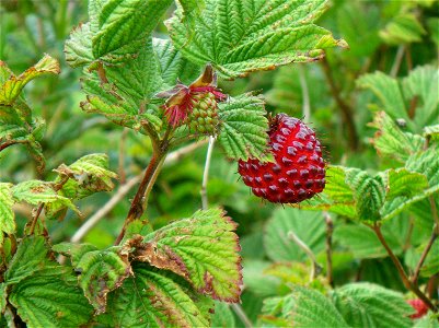 Salmonberry photo