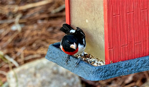Rose-breasted Grosbeak