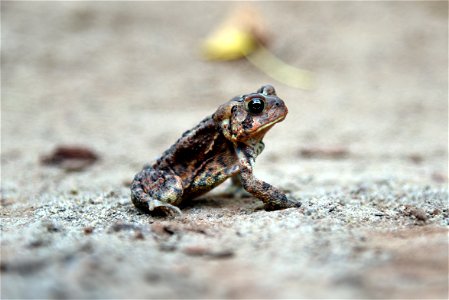 American toad photo