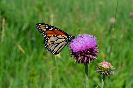 Monarch drinking nectar on a musk thistle photo