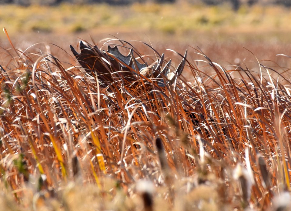 Moose at Seedskadee National Wildlife Refuge photo