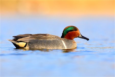 Green-winged teal at Seedskadee National Wildlife Refuge photo