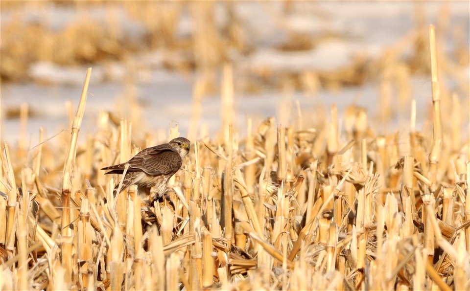Merlin Eating a Male Red-winged Black Bird Huron Wetland Management District