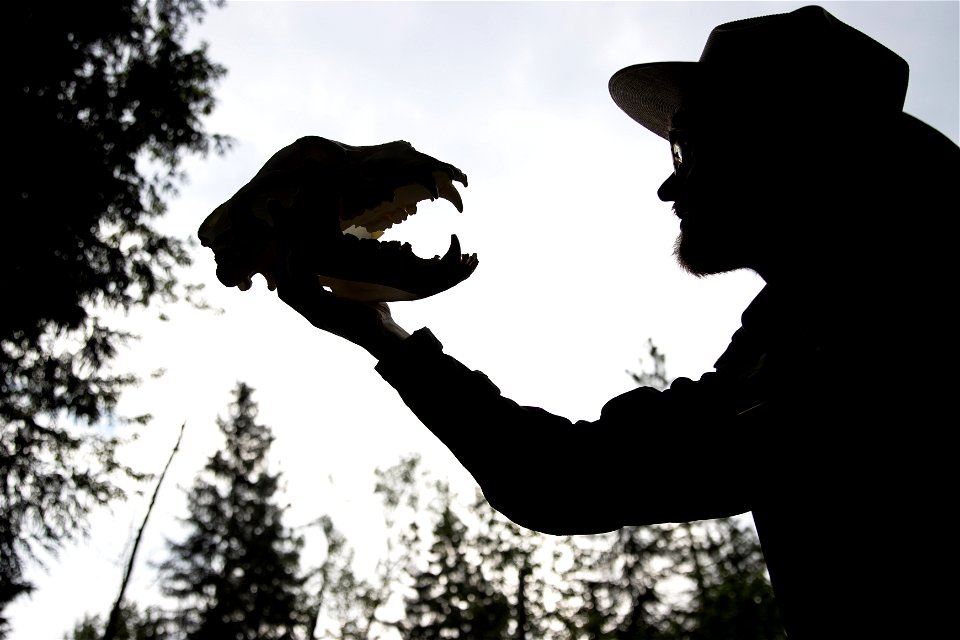 A grizzly bear skull