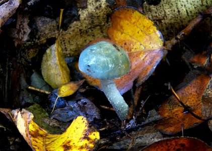 Stropharia aeruginosa, photo