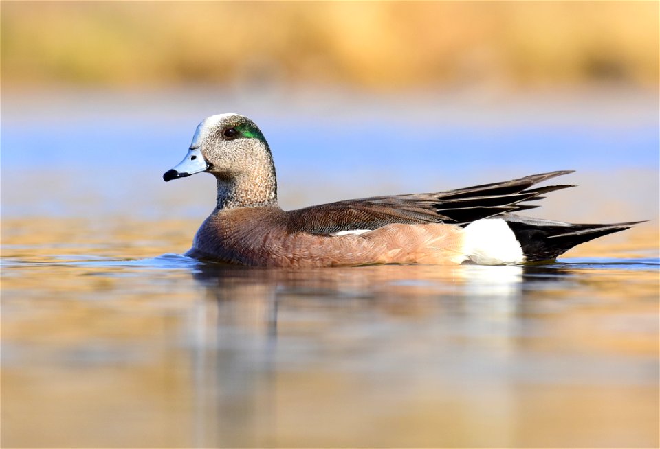 American wigeon at Seedskadee National Wildlife Refuge Wyoming