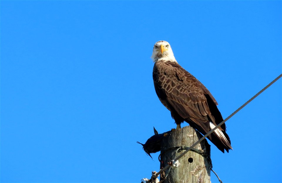 Bald Eagle with catfish