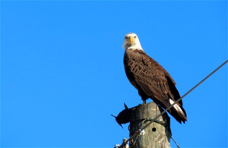 Bald Eagle with catfish photo