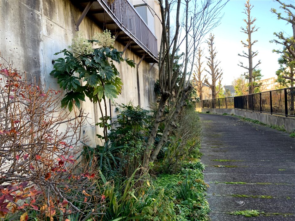 Yoyanagi River Walking Path in Saiwaicho, Higashikurume-shi