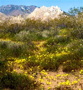 Owens Peak Wilderness Area (Short Canyon)
