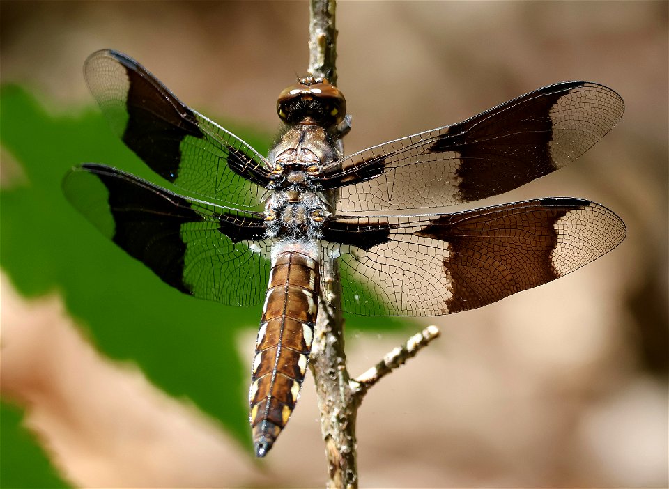 WHITETAIL, COMMON (Plathemis lydia (05-04-2023) Cades Cove, Great Smoky Mt Nat Park, Blounts co, TN