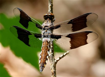 WHITETAIL, COMMON (Plathemis lydia (05-04-2023) Cades Cove, Great Smoky Mt Nat Park, Blounts co, TN