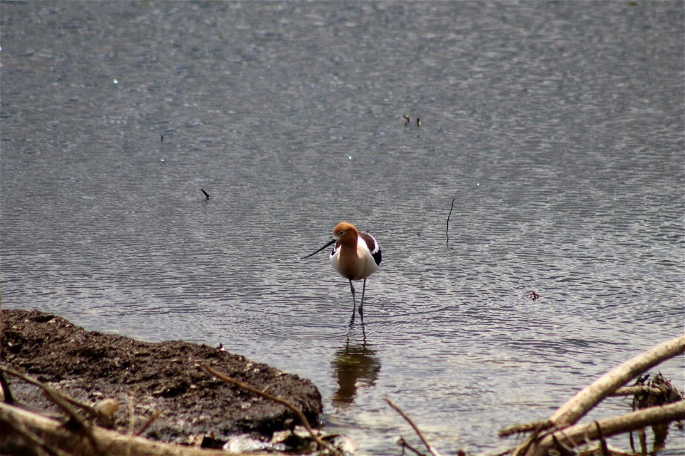 American Avocet Lake Andes National Wildlife Refuge South Dakota