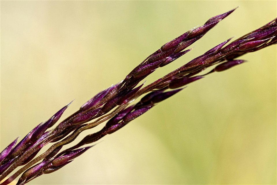 Agrostis variabilis photo