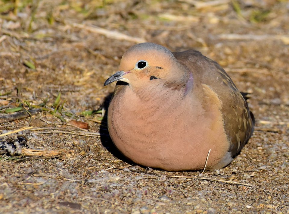 Mourning dove at Seedskadee National Wildlife Refuge