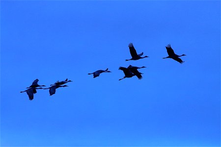 Sandhill Cranes at Dusk Huron Wetland Management District photo