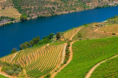 Douro Valley Vineyards photo