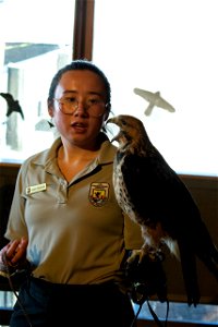 Refuge Educator with a Juvenile Swainson's Hawk