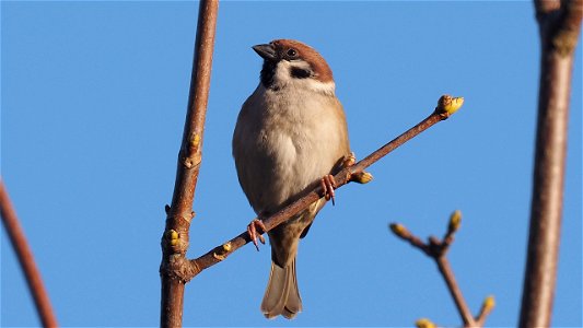 Der Feldsperling genießt die Abendsonne