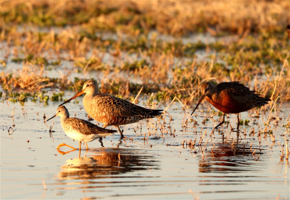 Hudsonian Godwits and Lesser Yellowlegs, Huron Wetland Management District