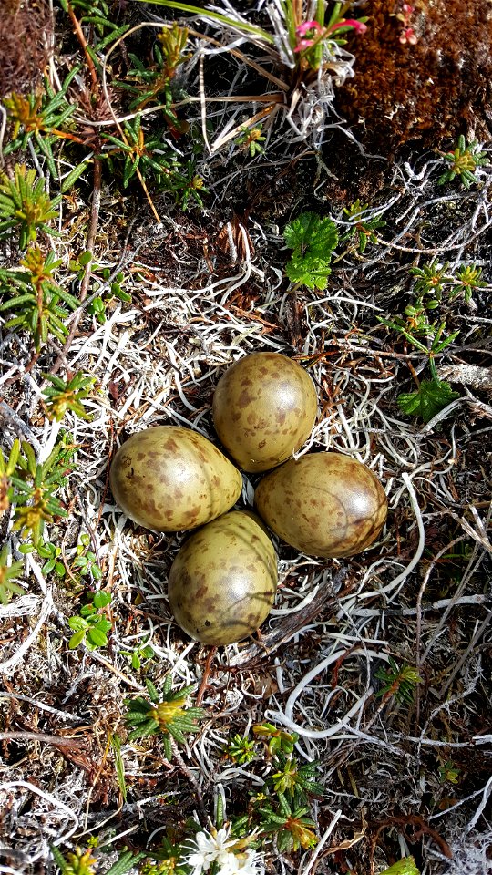 Bar-tailed Godwit nest photo