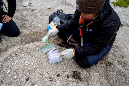 Katmai Bay Coastal Wolf Project