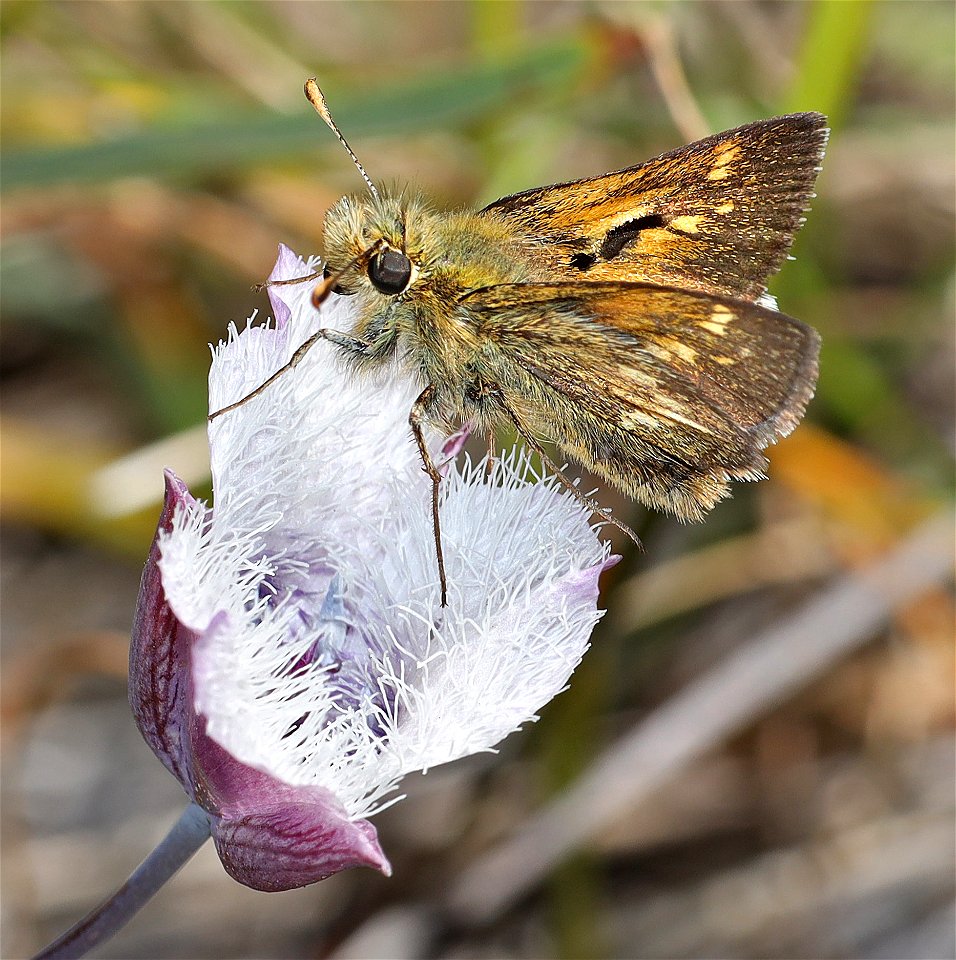 SKIPPER, MARDON (Polites mardon) (06-20-2022) low divide road, smith river recreation area, del norte co, ca -06 male