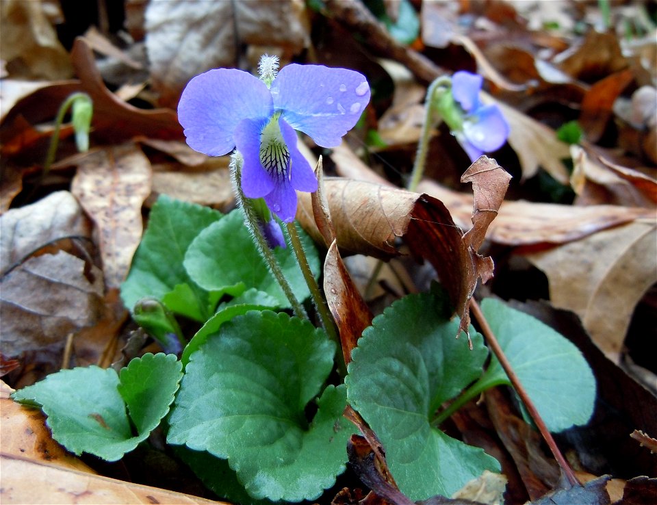 Common Blue Violet
