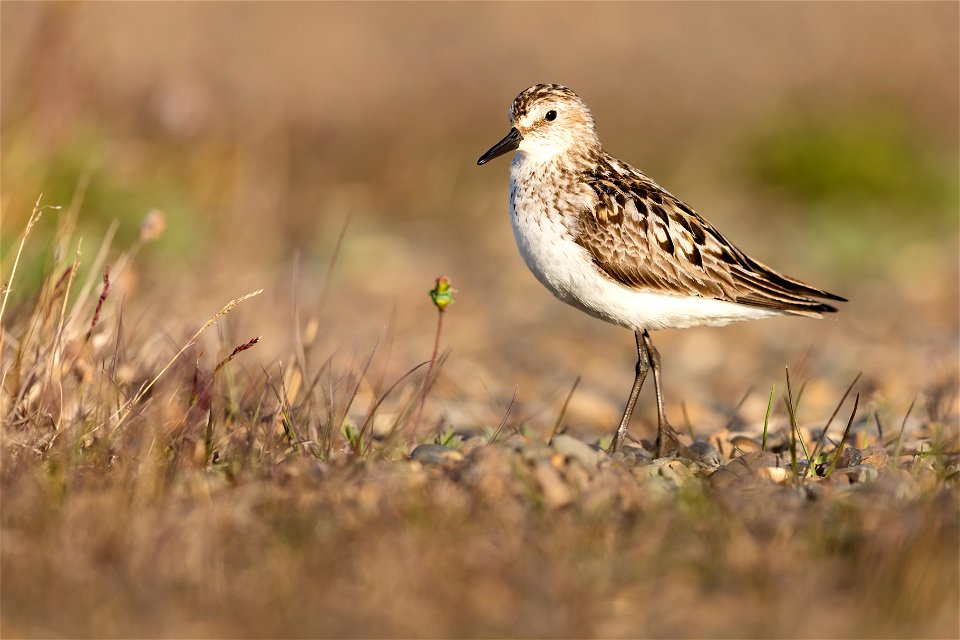 Semipalmated sandpiper in the Arctic