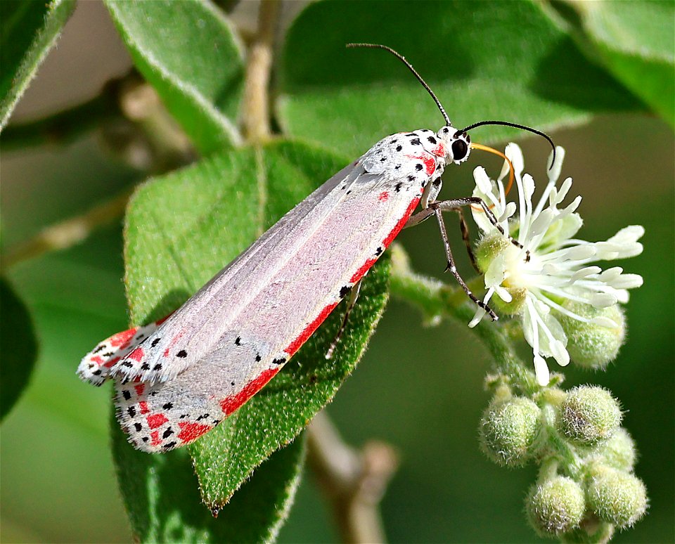 MOTH, ORNATE BELLA (Deiopeia intermedia) (01-06-2023) national butterfly center, mission, hidalgo co, tx (1)