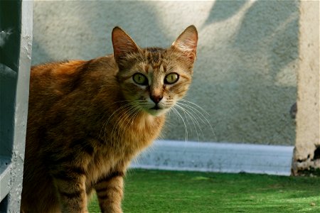 independent-cats_2017_0624_082803