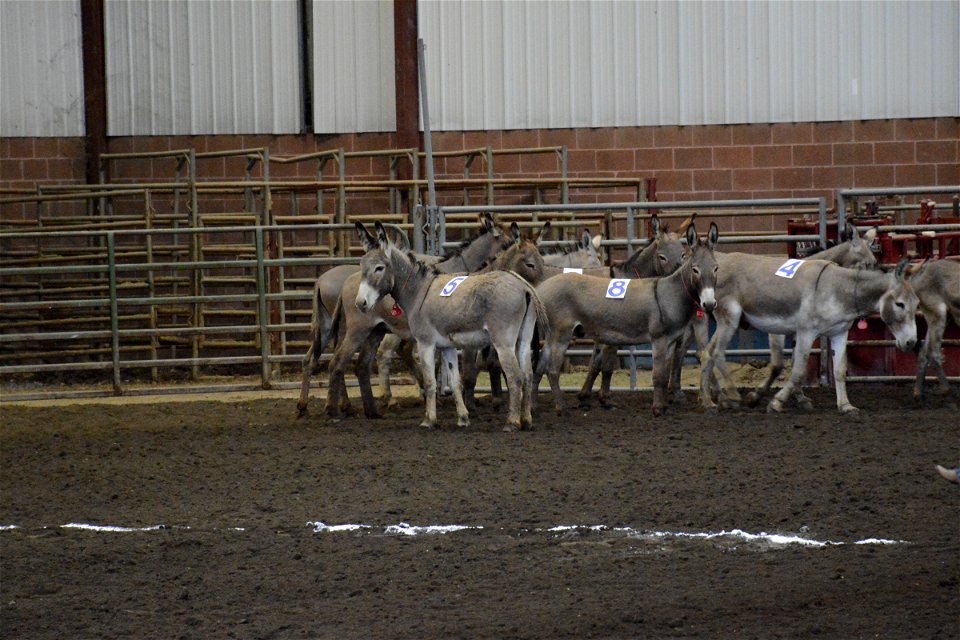 Northern Utah Wild Horse & Burro Festival - 2022 photo