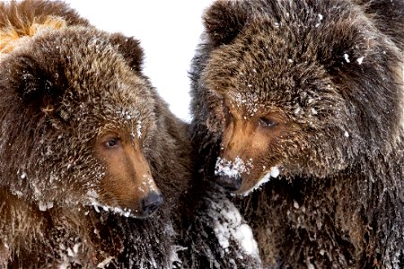 Kodiak brown bear cubs in the snow photo