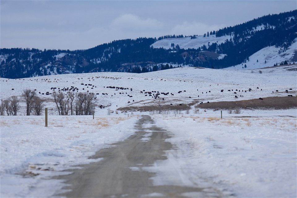 Snowy Road on the National Elk Refuge