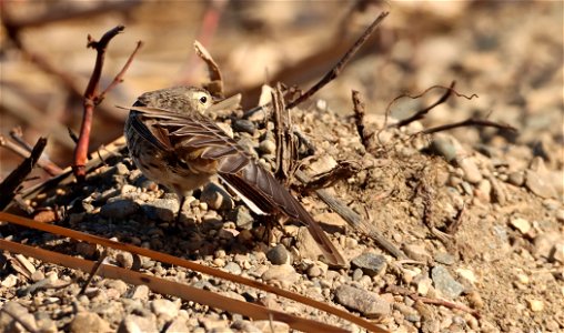 American Pipit Huron Wetland Management District