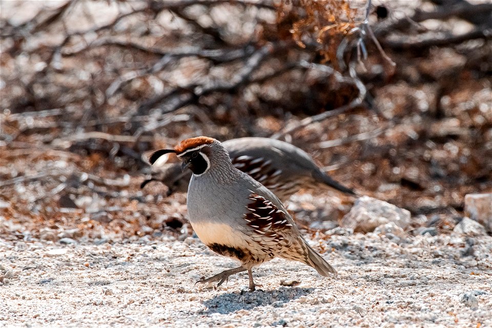 Gambel's quail pair